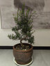 語(yǔ)墨小葉赤楠盆栽大棵擺件 盆景棒棒糖四季常青節節高造型樹(shù) 小葉赤楠總高50厘米棒棒糖 不含盆 曬單實(shí)拍圖