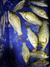 力丸路滑線組配件太空豆套裝全套精品磯竿遠(yuǎn)投釣魚主線路亞滑漂釣組 路滑套裝中號(hào)（2-4號(hào)線）5套裝 曬單實(shí)拍圖