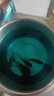 長(zhǎng)尾大紅草金魚鳳尾活魚冷水觀賞魚好養(yǎng)耐活淡水魚紅草魚短尾草金 8-10cm紅草金5條 曬單實(shí)拍圖