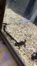 森悠(SARYOR）魚缸造景珊瑚石頭貝殼藍(lán)砂水族箱造景底砂玻璃砂 造景黃沙 1000克 曬單實拍圖