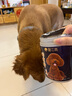 醫(yī)仕高蛋黃卵磷脂狗狗軟磷脂美毛護(hù)膚幼犬濃縮海藻粉黑鼻頭維生素爆毛粉 蛋黃卵磷脂狗狗300g 曬單實(shí)拍圖