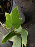 曼杉園（manshanyuan）常春藤垂吊植物盆栽花卉金邊裝修房室內(nèi)陽臺綠植四季常青多年生 金邊常春藤一盆10顆左右 不含盆 曬單實拍圖