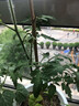 大禹盆栽番茄苗水果小西紅柿苗帶土秧苗矮生樹(shù)苗四季小柿子觀(guān)賞陽(yáng)臺 紅美玉圣女果苗6棵 曬單實(shí)拍圖