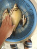 冠標冰釣漂淺水漂納米浮漂超短小漂鯽魚(yú)高靈敏魚(yú)漂翻身快草洞漂淺水鯽魚(yú)漂漁具垂釣用品魚(yú)飄冬釣小碎目鯽魚(yú)漂 QH-03 大號一支 曬單實(shí)拍圖
