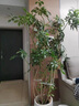 植季造型鴨腳木室內盆栽鴨掌木凈化空氣辦公室客廳四季常青大型綠植物 造型鴨腳木-1.4-1.5m-原生膠盆 關(guān)注收藏+肥料 曬單實(shí)拍圖