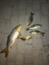 刀郎YS040巴爾杉大棗核鯽魚鯉魚浮漂二目加粗近視醒目浮標(biāo)輕口綜合魚 2號(hào)標(biāo)1支-2.5克兩目加粗 曬單實(shí)拍圖