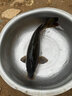 富源百川風(fēng)旗艦魚(yú)線(xiàn)主線(xiàn)超強拉力迷彩線(xiàn)斑點(diǎn)魚(yú)線(xiàn)子線(xiàn)野釣黑坑競技 主線(xiàn) 75米 -斑點(diǎn) 1.5號 曬單實(shí)拍圖