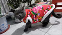 Lanswood狗狗衣服貓咪衣服寵物冬天過(guò)年加厚寵物東北大小狗泰迪比熊花棉襖 紅色東北的大花襖 XL-碼（胸圍50背長(cháng)40） 曬單實(shí)拍圖