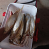 小柒家蠅 毒蚊飛蠅鉤路亞假餌白條馬口溪哥小翹嘴微物小魚手工精綁毛鉤子線組熒光若蟲鉤魚鉤仿生路亞餌 16號五混色（10枚）送助投器 曬單實拍圖