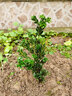 語(yǔ)墨羅漢松樹(shù)苗 小米葉羅漢松辦公室盆景雀舌羅漢松盆栽 黑珍珠羅漢松 黑珍珠5年帶土球發(fā)貨 不含盆 曬單實(shí)拍圖