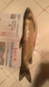 漁藝魚(yú)餌擋不住 速攻野戰湖庫篇300g 綜合型 垂釣魚(yú)餌 曬單實(shí)拍圖