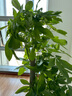 嘆為觀(guān)止大型植物發(fā)財樹(shù)盆栽植物辦公室室內開(kāi)業(yè)喬遷送禮步步高三桿樹(shù)盆栽 發(fā)財樹(shù) 黑螺紋瓷盆 高1.7-1.8m 含盆 曬單實(shí)拍圖