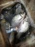 富源百川帝道秦黑坑竿8h臺釣竿飛磕竿暴力竿偷驢綜合竿輕量版高碳競技釣竿 3.9m 6H黑坑競技快魚 曬單實拍圖