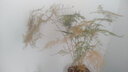 辦公室內(nèi)白掌紅掌發(fā)財(cái)樹(shù)金錢(qián)樹(shù)綠蘿文竹幸福樹(shù)梔子花卉吊蘭豆瓣綠 陽(yáng)臺(tái)水培綠植盆栽吸甲醛凈化空氣水培植物 文竹(冬瓜玻璃瓶) 帶盆栽好 曬單實(shí)拍圖