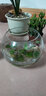 青意宣 辦公室水培綠蘿玻璃瓶花瓶水仙水培花盆風(fēng)信子魚(yú)缸微景觀(guān)玻璃瓶 圓球大號 曬單實(shí)拍圖