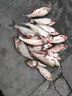黃金眼鄧剛推薦納米大物漂青魚(yú)大浮力魚(yú)漂鰱鳙浮漂遠(yuǎn)投巨物漂加粗醒目 6克 三目加粗尾 長(zhǎng)約48.5CM 大 1支[收藏加購(gòu) 優(yōu)先發(fā)貨](méi) 曬單實(shí)拍圖