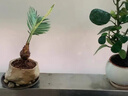 愛你一萬年懶人水培植物蘇鐵盆栽室內(nèi)桌面鐵樹寶寶辦公室綠植小擺件好養(yǎng)禮物 鐵樹寶寶+輕奢矮瓶 曬單實拍圖