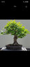 七抒銀杏樹盆景盆栽室內(nèi)好養(yǎng)辦公桌綠植矮霸造型小品觀葉植物花卉綠植 曬單實拍圖