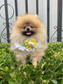 京狼圖騰雙血統(tǒng)純種博美幼犬寵物狗狗博美犬活體小型犬茶杯犬活體長不大 血統(tǒng)級(jí) 1 曬單實(shí)拍圖