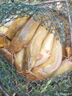 HF塘角魚(yú)黃骨魚(yú)專(zhuān)用腥香餌料野釣黑坑黃辣丁窩料釣塘鲺魚(yú)鯰魚(yú)昂刺魚(yú) 一瓶 曬單實(shí)拍圖