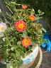 闊寬葉單瓣太陽(yáng)花枝條帶花苞耐熱好養(yǎng)活的花卉陽(yáng)臺(tái)庭院15元包郵 寬葉橙紅10枝【帶花苞易成活】 無(wú)根枝條7天左右出根 曬單實(shí)拍圖