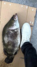 DEATKN德國水面拖拉機路亞餌遠投路亞假餌釣翹嘴鱸魚黑魚浮水鉛筆螺旋槳 【盒裝5只】6克2只+10克3只 曬單實拍圖