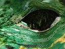 釣魚(yú)王巨草草魚(yú)餌野釣黑坑釣草魚(yú)餌料專(zhuān)用專(zhuān)攻大草魚(yú)青魚(yú)配方釣餌 釣魚(yú)王巨草【1包裝】 曬單實(shí)拍圖