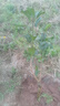 廣西芒果樹(shù)苗金煌桂七貴妃四季芒果苗樹(shù)嫁接帶土盆栽陽(yáng)臺南方種植 紅妃 五年苗 曬單實(shí)拍圖
