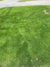 譽(yù)滿園白三葉草種子紅三葉草種子進(jìn)口草籽四季青草坪種子牧草種子花種子 包衣白三葉種子1斤 曬單實(shí)拍圖