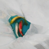 招財如意觀賞魚錦鯉大魚特大號耐活好養(yǎng)金魚冷水淡水風水魚招財大正紅白 十全十美（隨機顏色10條可指定） 35-40cm 曬單實拍圖