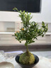 聽雪樓新中式盆景金豆樹苗帶果面禪意綠植室內(nèi)好養(yǎng)易活四季 小金豆黑紫砂盆+苔蘚【果期帶果】 帶盆栽好 曬單實拍圖