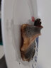 漁人百味 日式蒲燒鰻魚(yú) 蒲燒鮮活即食壽司材料食材網(wǎng)紅烤鰻魚(yú)飯加熱海鮮料 蒲燒鰻魚(yú) 500g *1包 曬單實(shí)拍圖