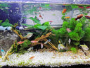 佳璐魚(yú)缸底砂水族箱裝飾造景彩砂玻璃底沙彩石子散裝黃色藍色黑色 寶石藍燒結石英砂500g 曬單實(shí)拍圖