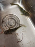 護(hù)王 淺水電子夜光漂咬鉤變色漂電子漂小短尾納米鯽魚漂高靈敏超短小魚漂夜釣漂淺水小浮漂重力感應(yīng)醒目魚漂 護(hù)王LY-09【長(zhǎng)20.5厘米吃鉛1.08克】 單支淺水夜光漂【咬鉤變紅】變紅全綠尾 曬單實(shí)拍圖