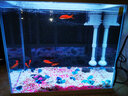 森森（SUNSUN）魚(yú)缸底砂玻璃砂魚(yú)缸裝飾造景彩色水族箱造景石 海藍玻璃腰果250g 曬單實(shí)拍圖