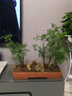 納邦 水杉叢林盆景盆栽辦公室綠植養眼小植物木本久生植物微型盆景 水杉叢林配5棵 不含盆 曬單實(shí)拍圖