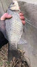 卓競(jìng)碳芯大力馬飛磕線pe釣魚線主線進(jìn)口拉力激光納米飛嗑子線 30米碳芯飛磕線絕不起毛絕不分 30米 0.4號(hào) 曬單實(shí)拍圖
