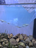 云峰海瑞小型熱帶魚觀賞魚孔雀魚雜袍孔雀魚天空藍(lán)活體活魚紅扇血紅 2公3母【天空lan孔雀魚】 曬單實(shí)拍圖