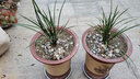 劉閣蘭花蘭花 金邊鐵骨金針  夏帶濃香花苞室內(nèi)室外綠植蘭草花卉盆栽 8苗連體裸根 曬單實拍圖