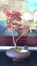 臨雅紅楓盆景綠植老樁盆栽客廳辦公室內外桌面紅楓樹(shù)苗四季紅植物好養 禪意紅楓+鵝蛋盆+底托+假山 曬單實(shí)拍圖