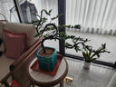 需澆水的小盆栽小葉紫檀盆景樹樁植物花卉盆栽辦公室內綠植黑骨茶 草綠色 曬單實拍圖
