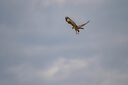 尼康 Nikon D610 D500 D300S D7100 D7500 全畫幅/半畫幅二手單反相機 DF【機身】銀、黑 下單備注顏色 9新 曬單實拍圖