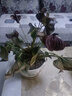 中夢(mèng) 鴻運當頭盆栽水培植物辦公室內綠植客廳好養帶花卉大盆景多肉紅掌 精品紅掌2-4朵花(原土盆) 含盆 曬單實(shí)拍圖