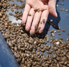 崇霧杜比亞蟑螂蟲子活蟲昆蟲活體飼料蜥蜴龍魚蜘蛛烏龜鬃獅畫眉鳥餌料 0.5-0.9厘米70只(適17CM內(nèi)寵 曬單實(shí)拍圖