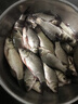 博菲特日本原絲虞美人500米魚線主線海竿線遠(yuǎn)投拋磯線尼龍線釣魚線子線 【500米/盤】透明色 3.0號 曬單實拍圖