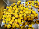 【現貨】野果刺梨鮮果新鮮貴州特產(chǎn)維C泡酒泡茶水果干榨汁奶茶店 【精選果】3斤裝 曬單實(shí)拍圖