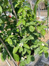 壹植四季無(wú)刺樹(shù)莓苗覆盆子金秋黃莓黑莓室內外庭院地栽南北方種植果樹(shù) 精品黑樹(shù)莓杯苗1棵20-40cm 30cm(含)-40cm(不含) 曬單實(shí)拍圖