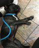 HUNTER德國進(jìn)口中大型犬狗狗牽引繩加粗防爆沖狗繩p繩P鏈狗鏈一體訓犬繩 棕色 長(cháng)130cm,直徑1.0cm（隨身牽） 曬單實(shí)拍圖
