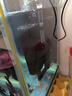 森森水妖精魚缸生化過濾器魚缸凈水器自帶氣泵水族凈水器魚缸過濾 JF-120 3w帶水泵 曬單實(shí)拍圖