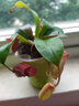 蘇桓農(nóng)資【新奇植物】空氣鳳梨盆栽花卉植物室內(nèi)辦公室桌面捕蠅草食蟲草食人花植物 血色瑪麗豬籠草葉展10-15CM（栽好發(fā)貨） 曬單實拍圖